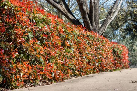 Photinia Robusta (Photinia x fraseri) hedge
